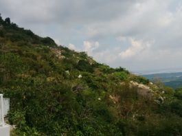 tay ninh